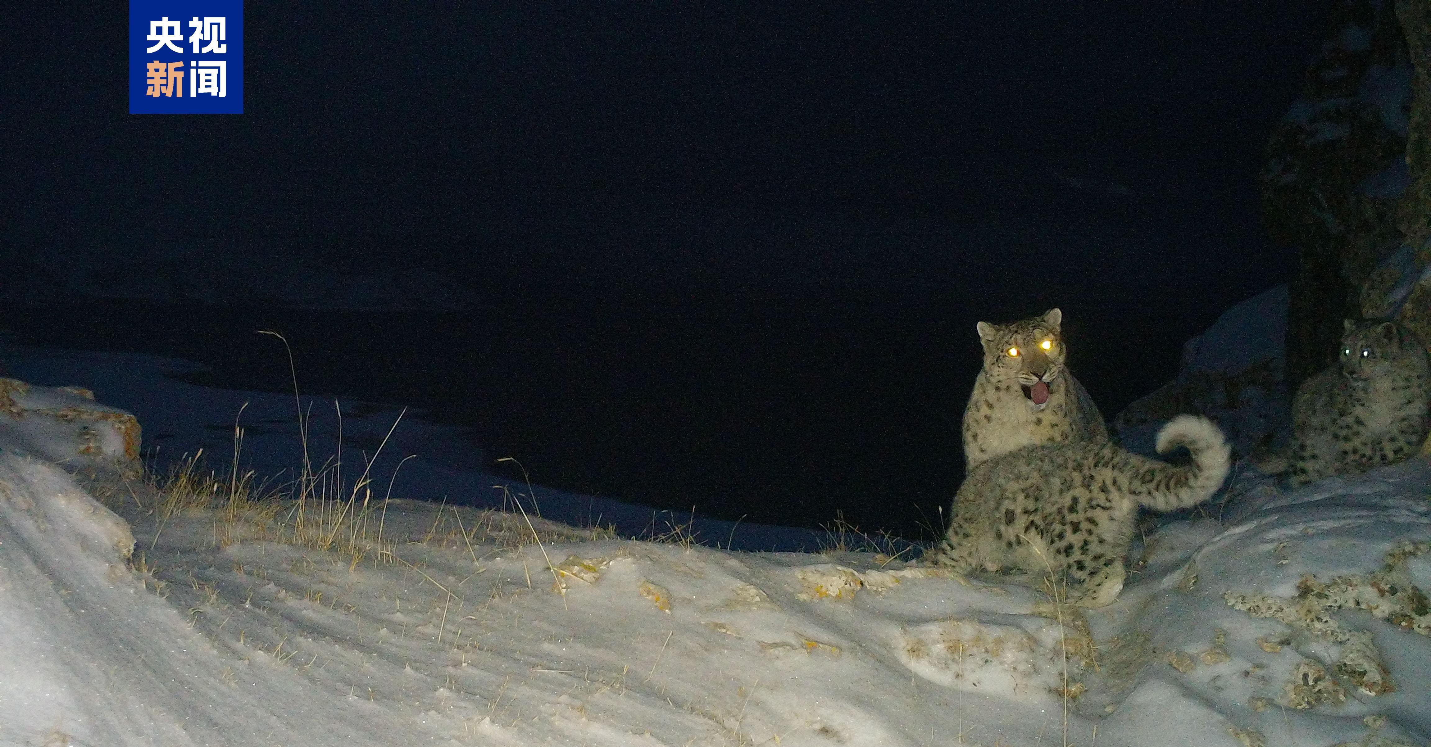 种群数量达1200只 世界雪豹日到青海看“雪山之王”(图2)