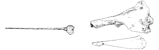 《山海经》的“独角兽”，居然是北极海域的“原住民”？(图3)