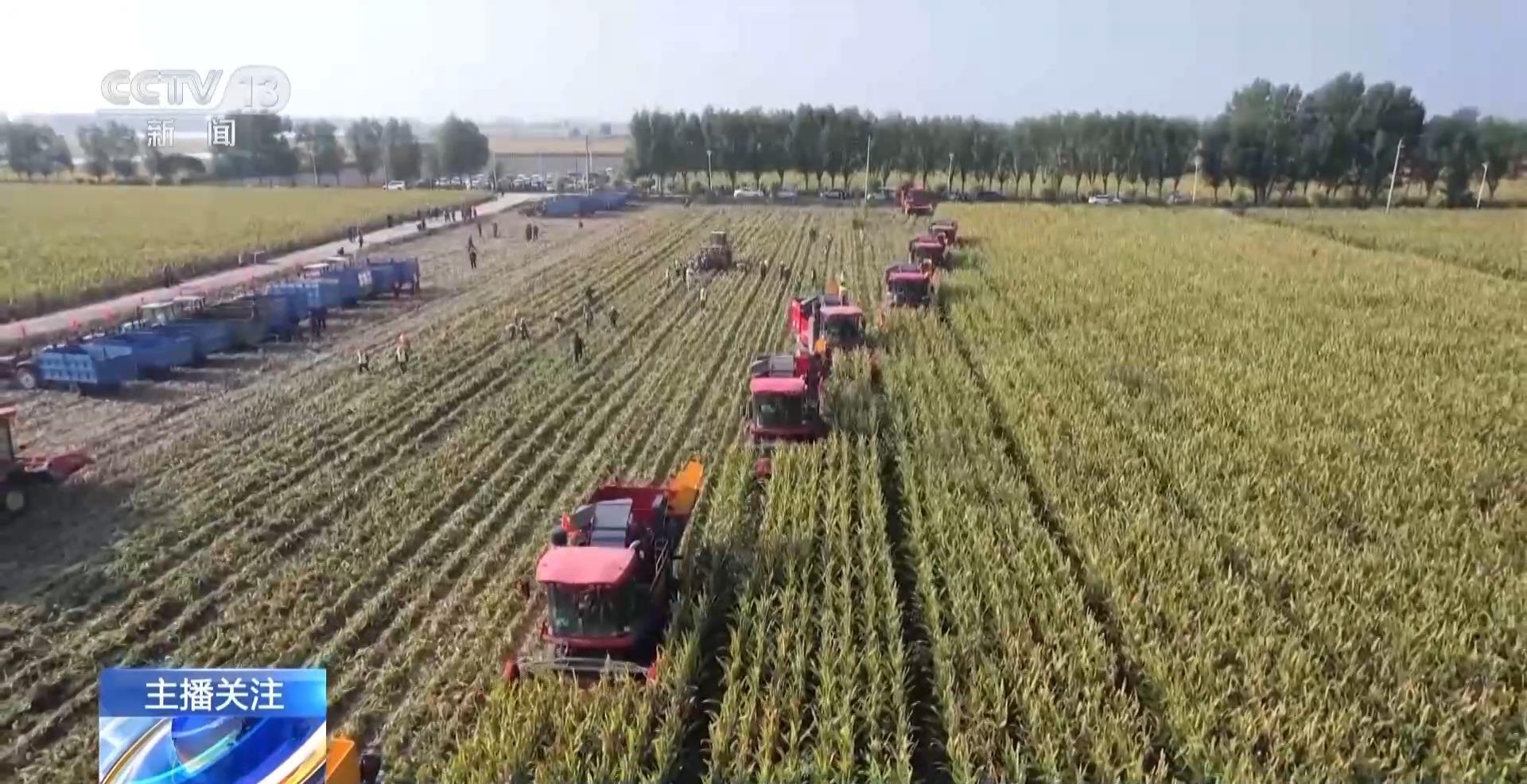 秋收进度超七成！“科技感”为丰产增收按下加速键(图3)