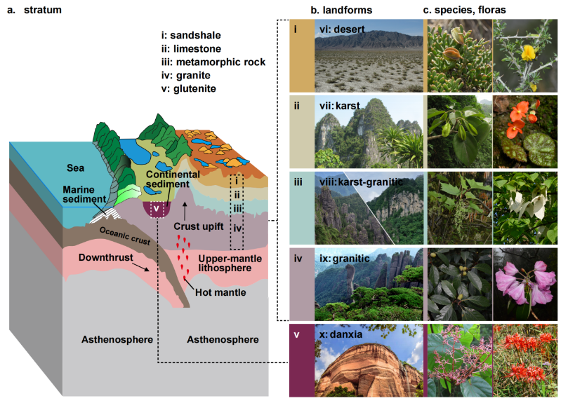 科学家研究提出山地植物区系的演变框架(图1)