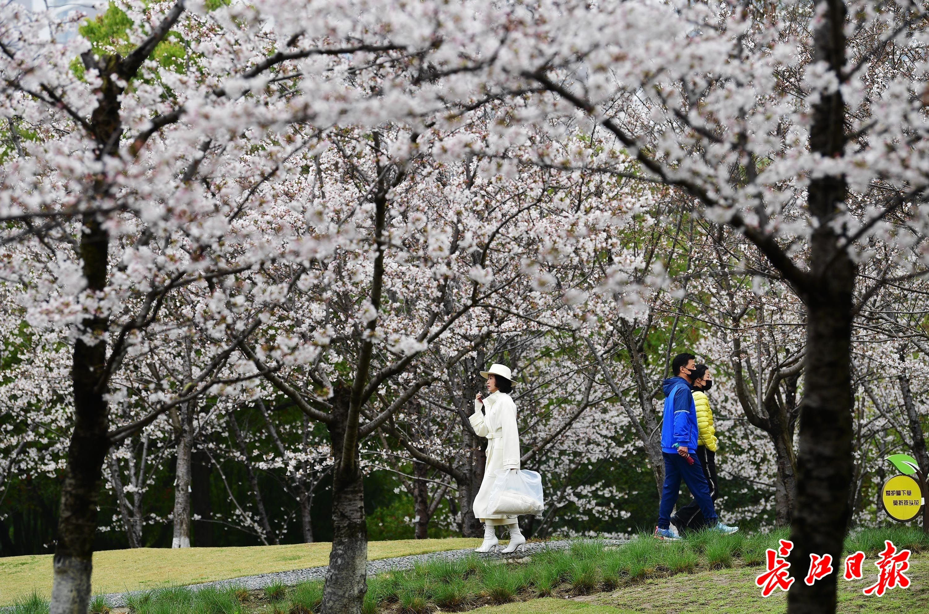 重回20℃+！周末转晴，踏青赏春赶紧安排(图1)